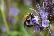 Biene findet Blüte
